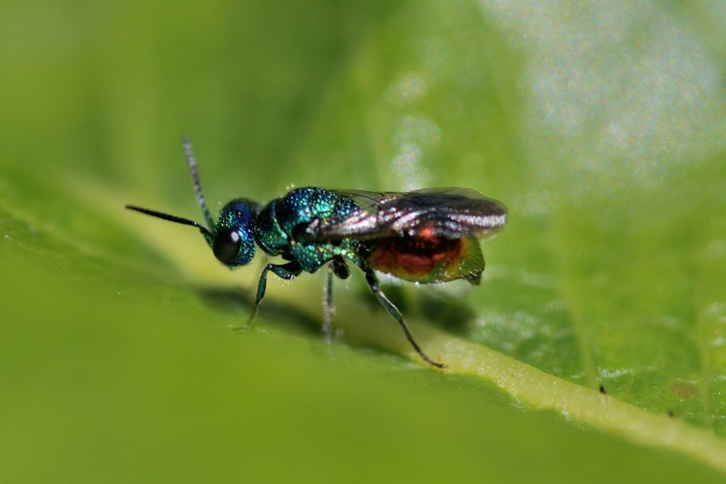 Vespa dorata comune — foto 4 di 5