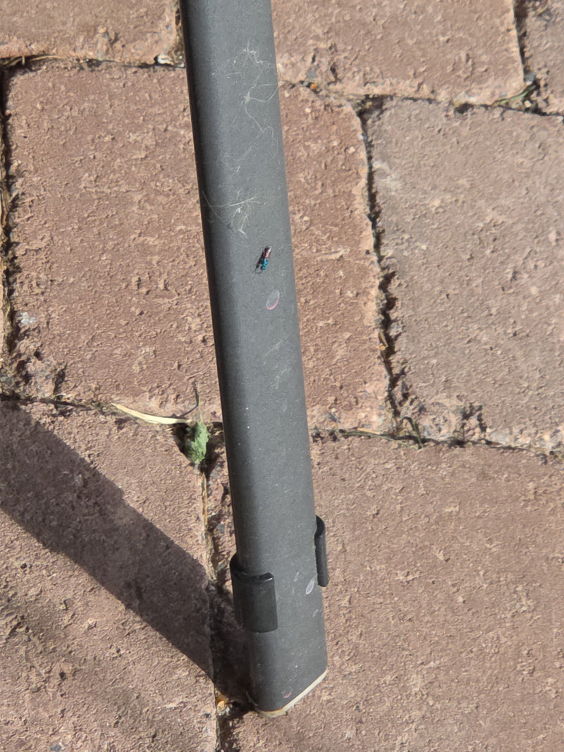 Vespa dorata comune — Bild 1