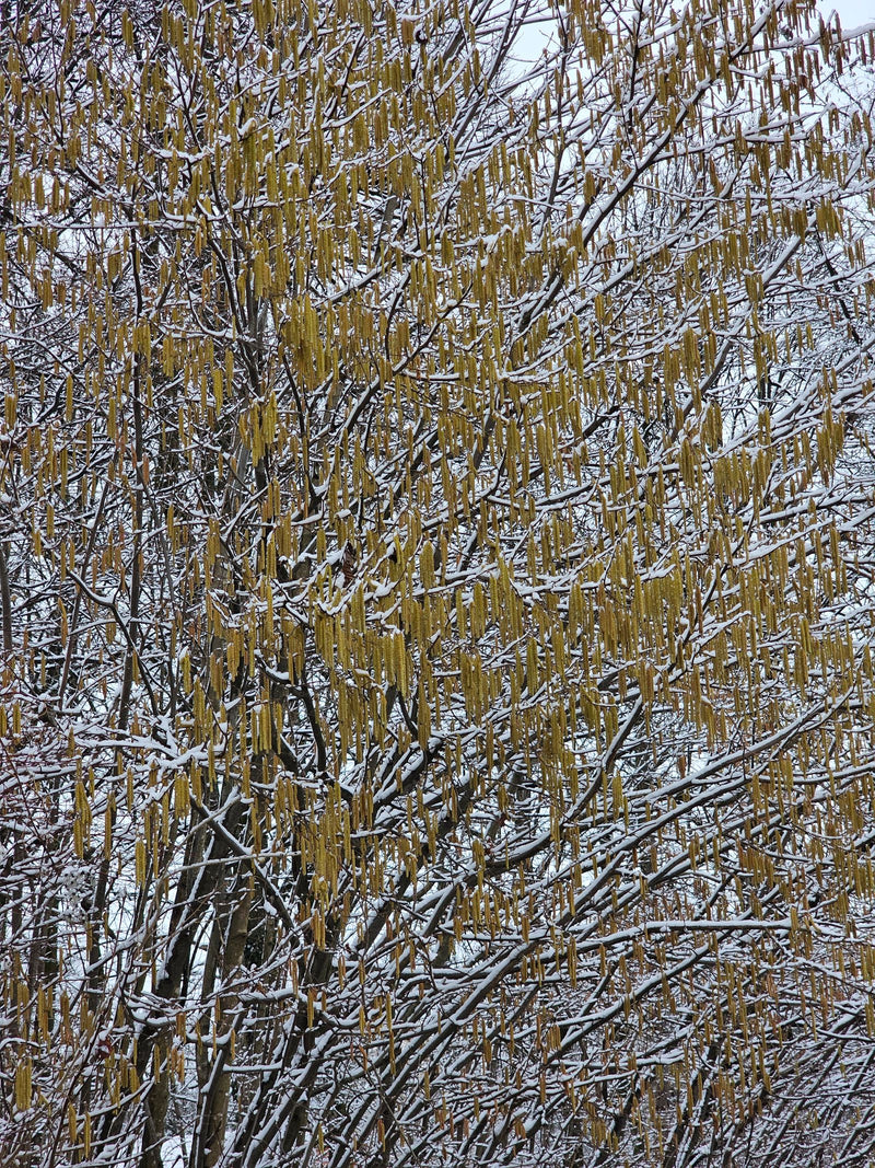 nocciola — Bild 1