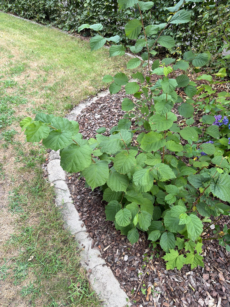 L'immagine mostra un giovane nocciolo con molte foglie verdi. La pianta cresce in un'aiola da giardino con pacciame di corteccia.