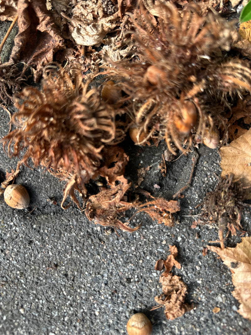 Diverse nocciole marroni giacciono a terra insieme ai loro caratteristici involucri frastagliati e foglie secche. Lo scatto mostra i frutti dall'alto.