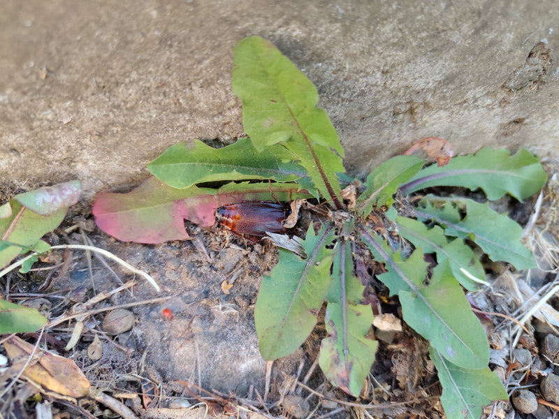 Una blatta orientale è nascosta sotto le foglie verdi di una pianta sul terreno.