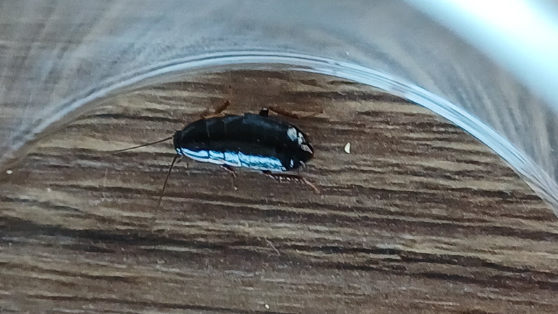 È visibile una ninfa scura e lucida di blatta orientale su una superficie di legno. L'insetto si trova sotto un contenitore trasparente.