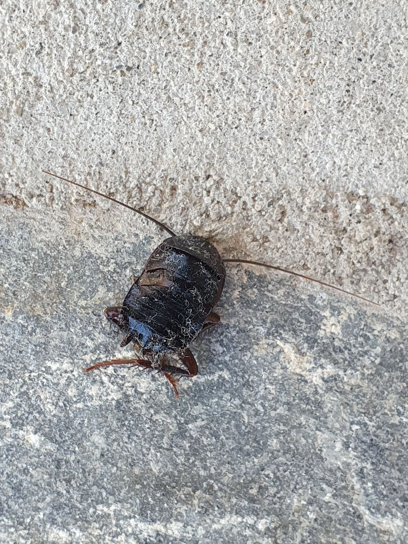 Un blatta orientale è fotografata dall'alto su un pavimento in pietra grigia. La struttura corporea scura e lucida e le lunghe antenne sono chiaramente visib...