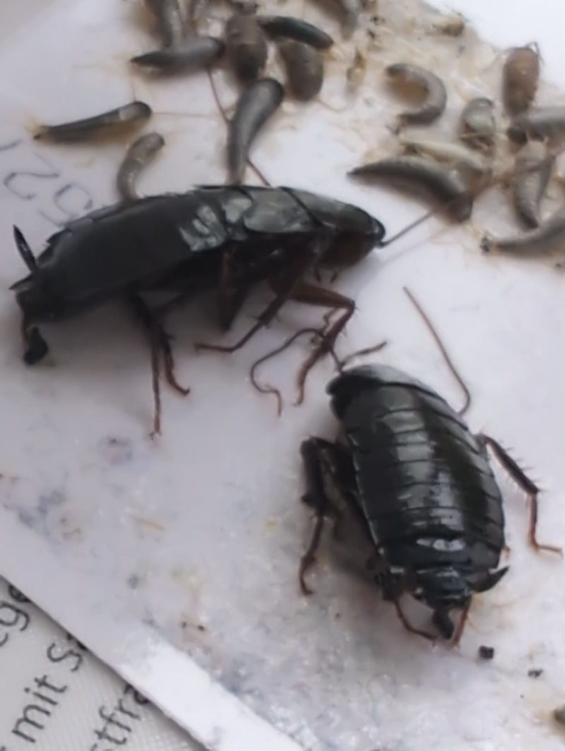 L'immagine mostra due blatte orientali scure e diverse ooteche su una superficie chiara.