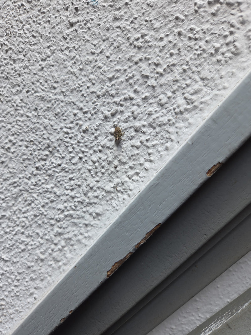 Scarabeo comune — Bild 5