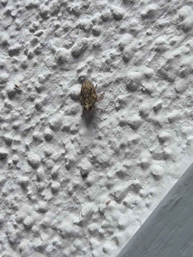 Scarabeo comune — Bild 4