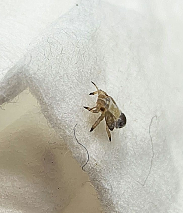 Scarabeo comune — Bild 1