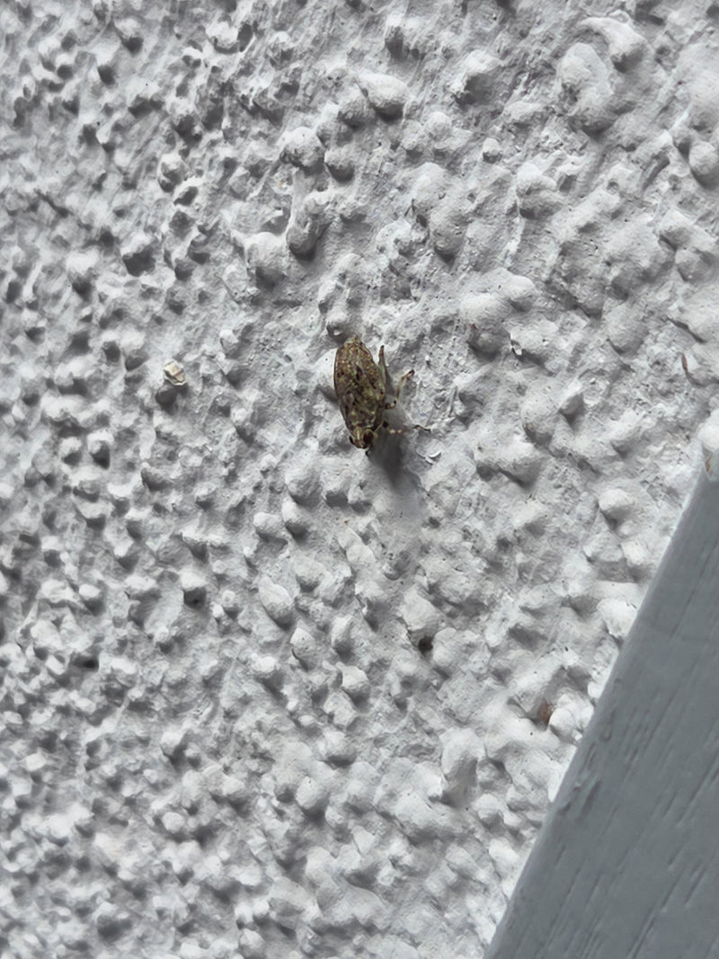 Scarabeo comune — Bild 3