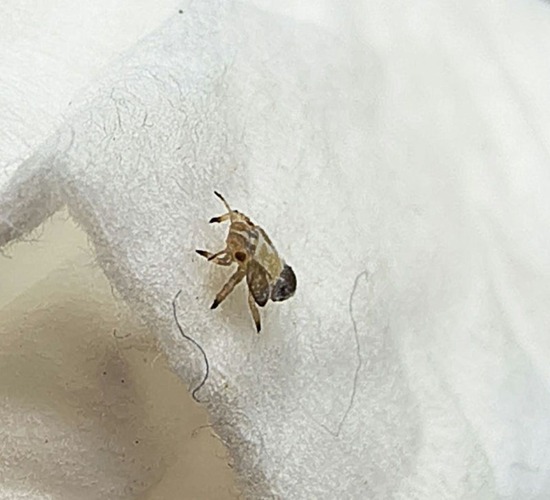 Scarabeo comune — Bild 2