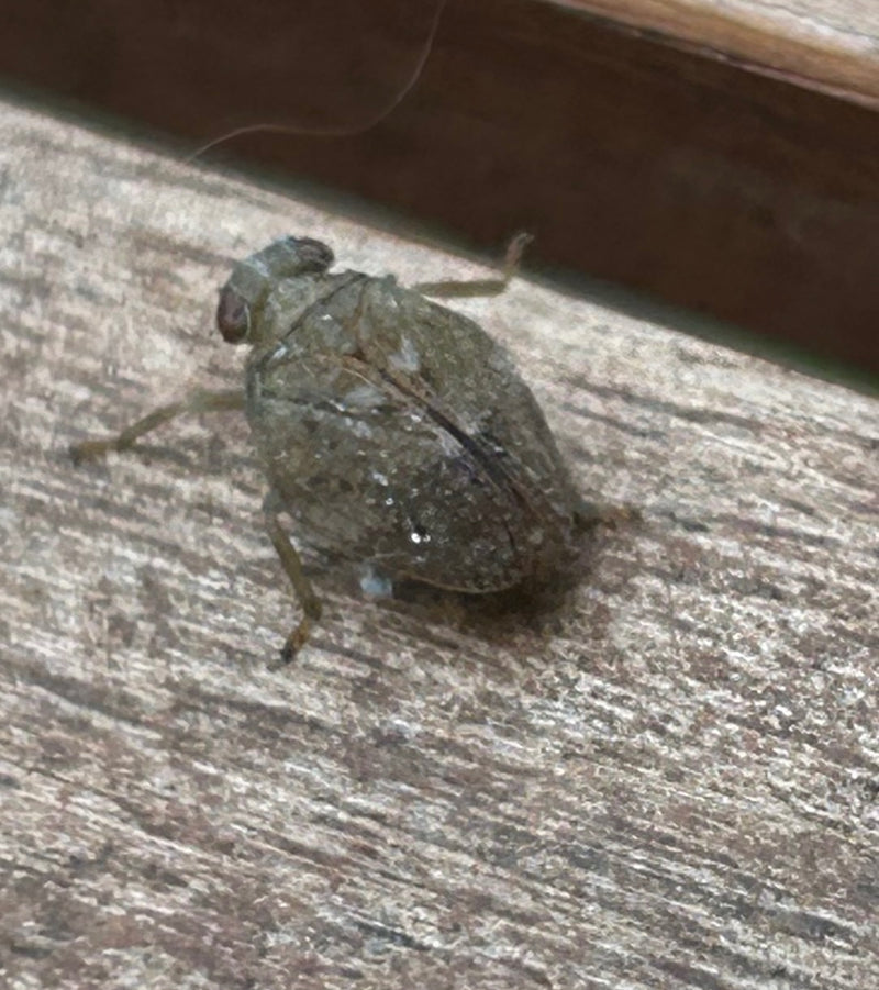 Una cicalina è poggiata su una superficie di legno strutturata. L'insetto è chiaramente visibile in posizione di riposo.