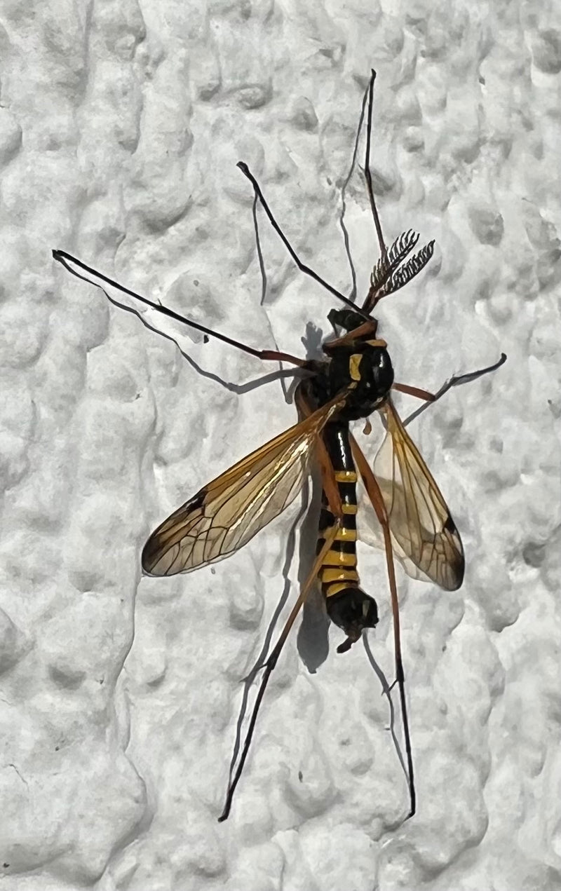 Gru crestata comune — Bild 1