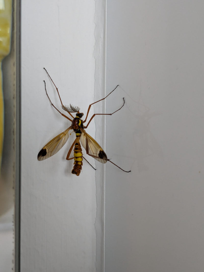 L'immagine mostra un tipulide con antenne marcatamente piumate e addome nero e giallo. È posato su una parete chiara e liscia.