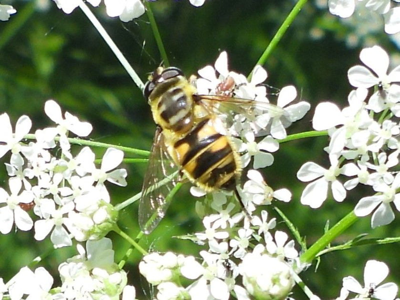 Hoverfly comune a forma di cuneo — Bild 1