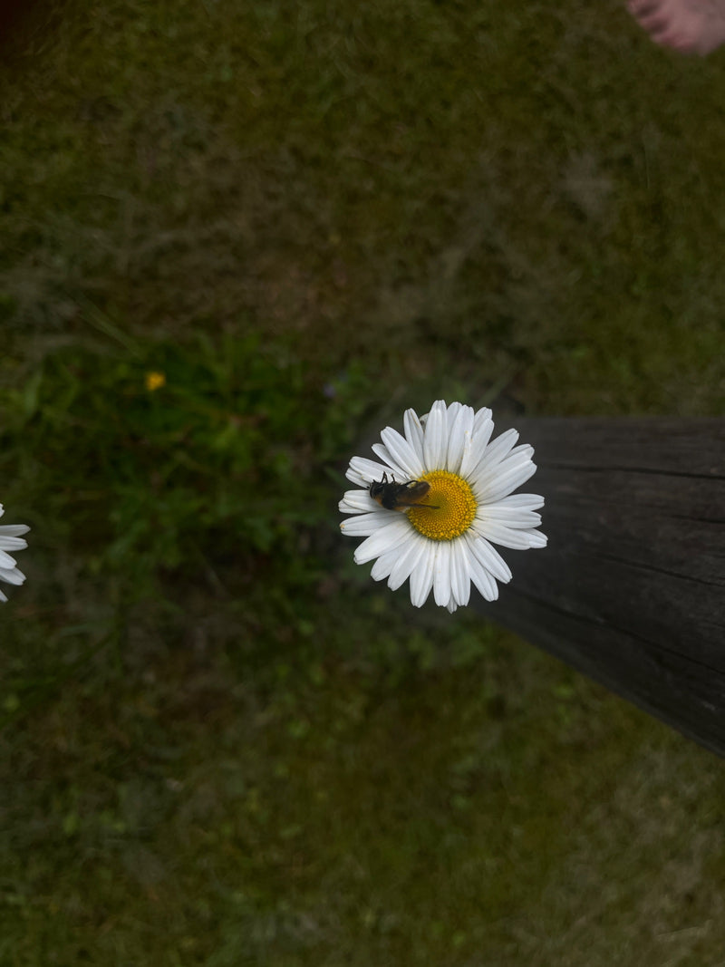 Hoverfly delle api — Bild 1