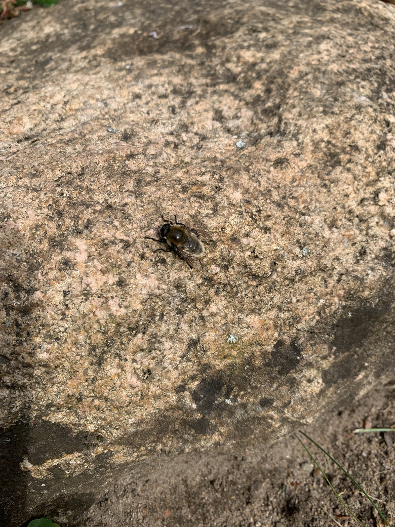 Un sirfide tenace è posato su una grande pietra strutturata. Riposa tranquillamente sulla superficie minerale.