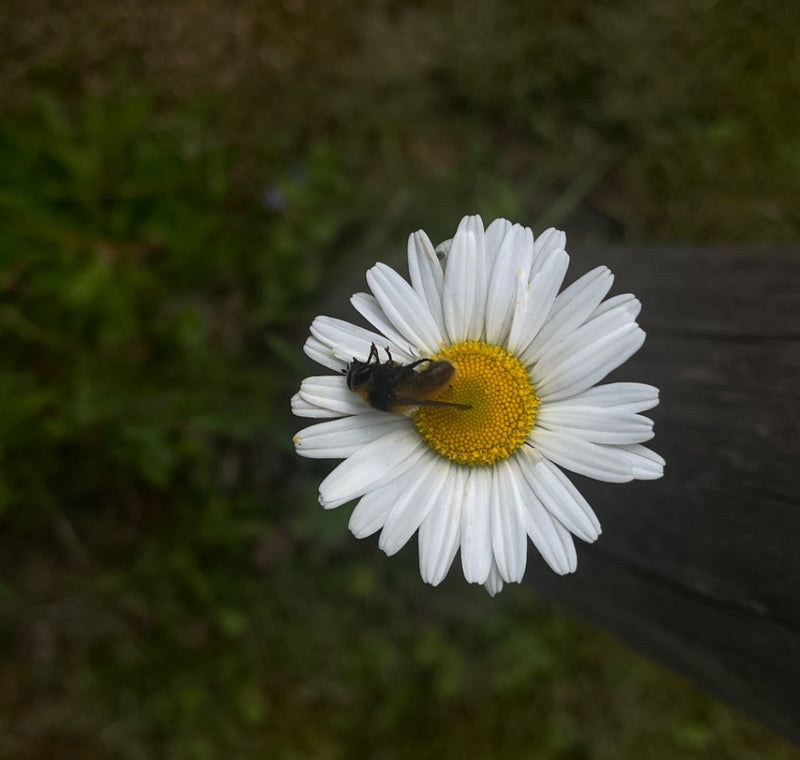 Hoverfly delle api — Bild 2