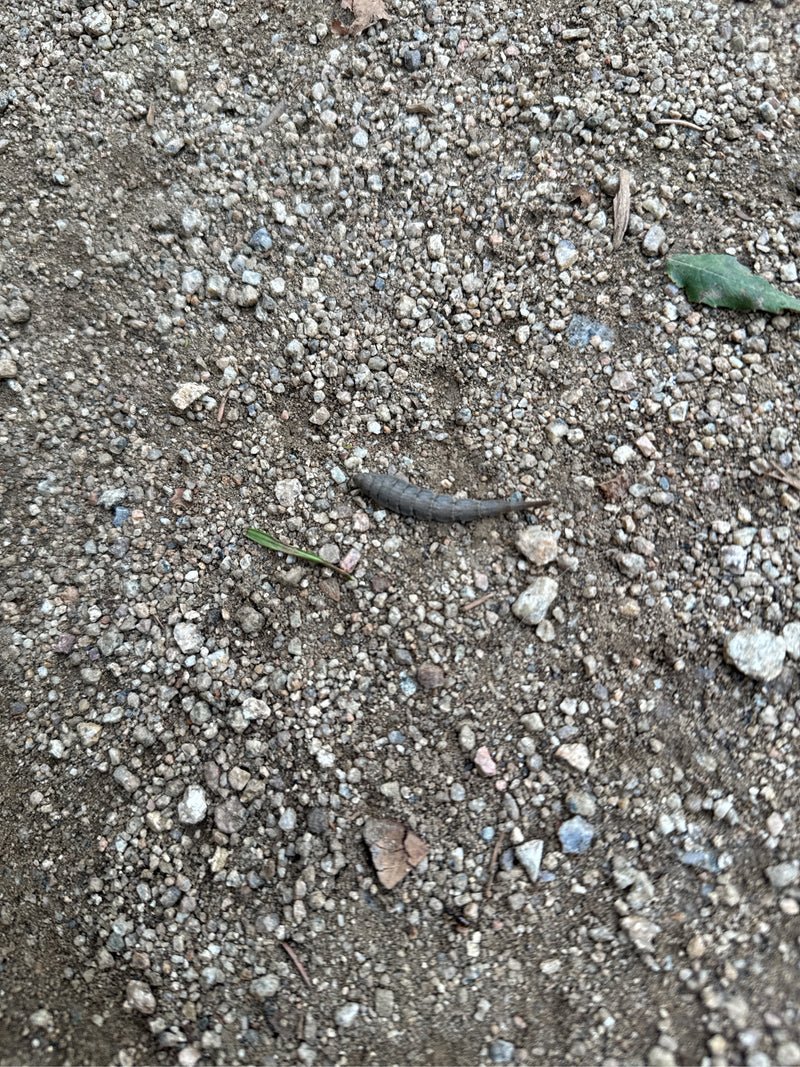 Si vede una larva di sirfide (coda di topo) su un terreno sassoso. L'animale striscia lentamente sul substrato.