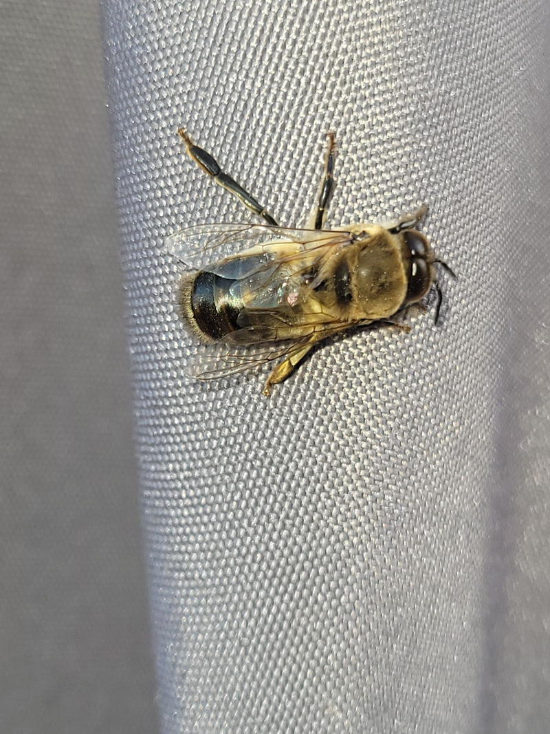 Hoverfly delle api — Bild 4