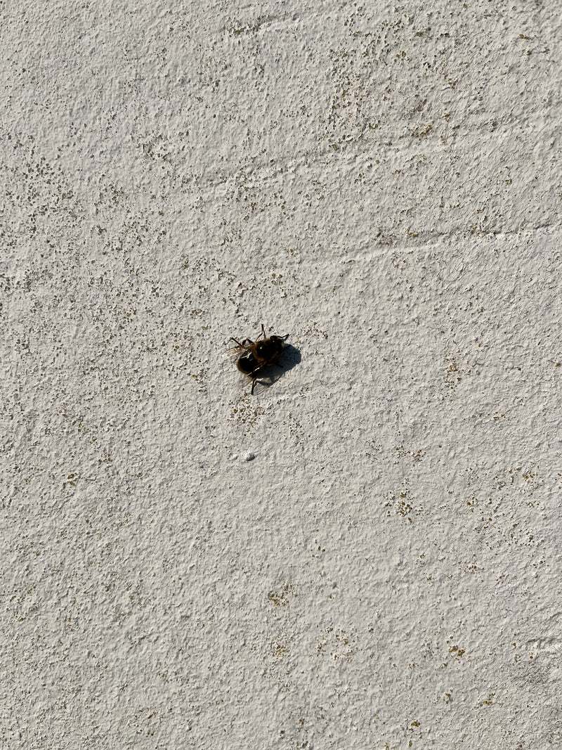 Un eristale tenace è seduto su un muro intonacato chiaro e strutturato. L'insetto è chiaramente visibile.