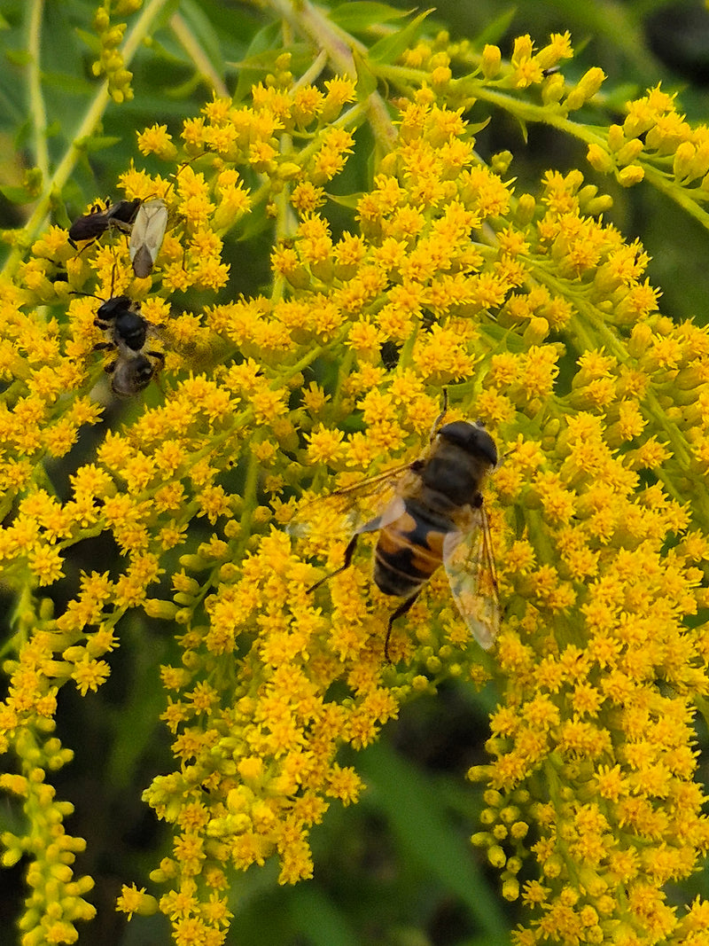 Un eristale tenace è seduto su un fiore giallo di verga d'oro. L'immagine mostra l'insetto visto dall'alto sui fiori.