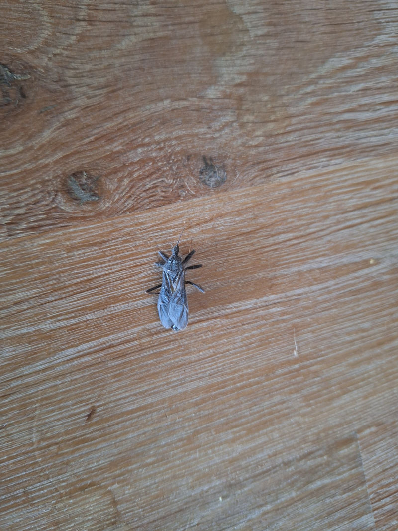 Bug assassino comune — Bild 1