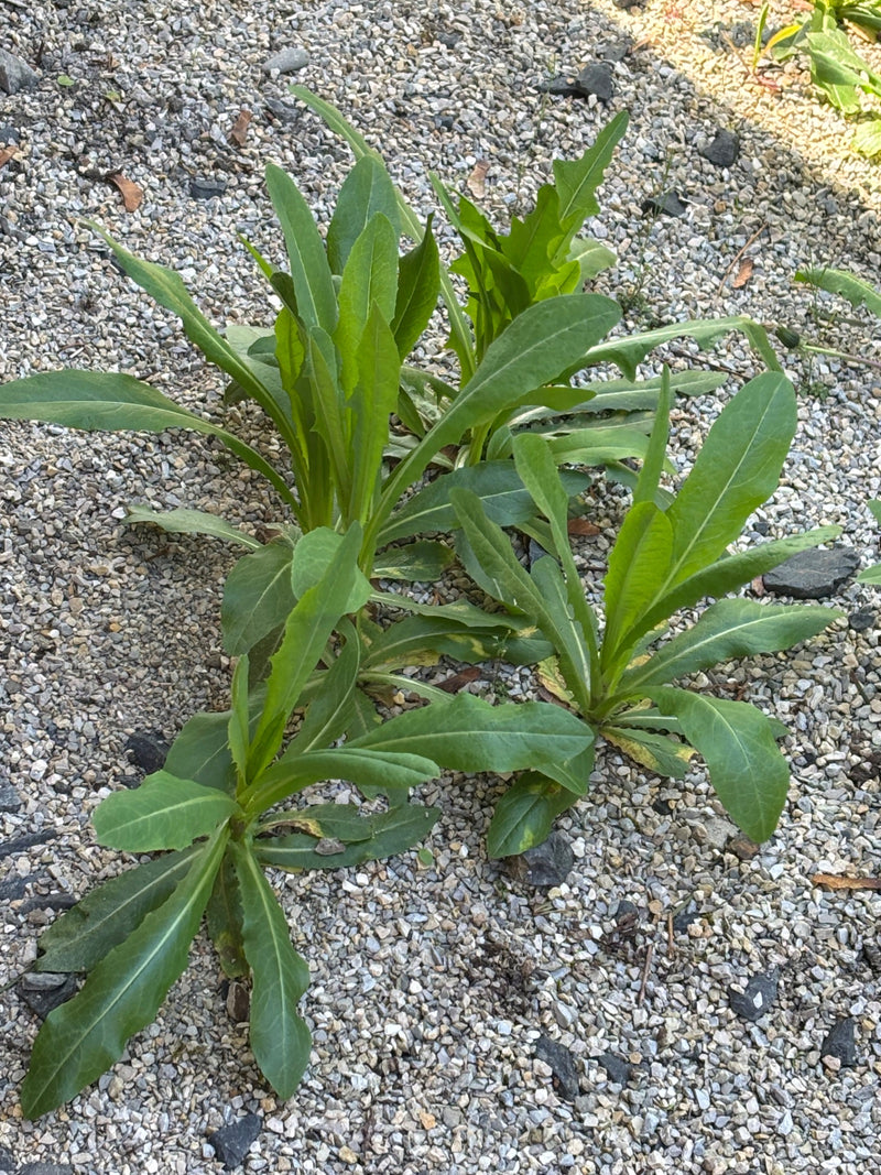 Enotera — Bild 1