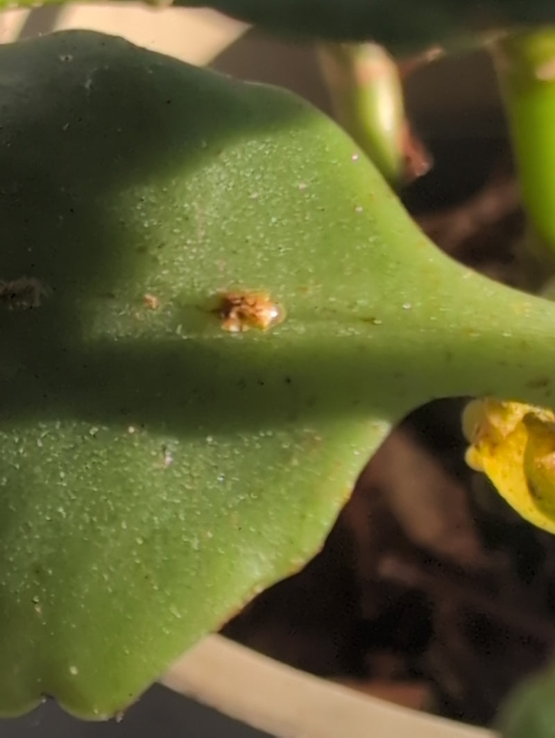 Cocciniglia arancione — Bild 1