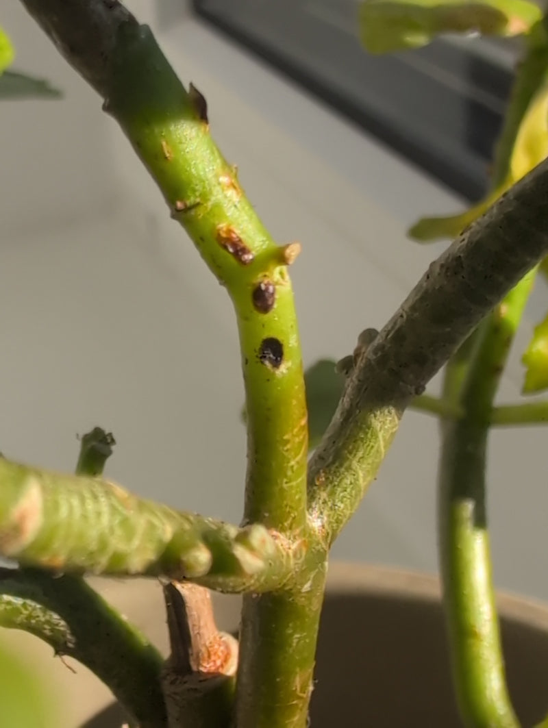 Cocciniglia arancione — Bild 2