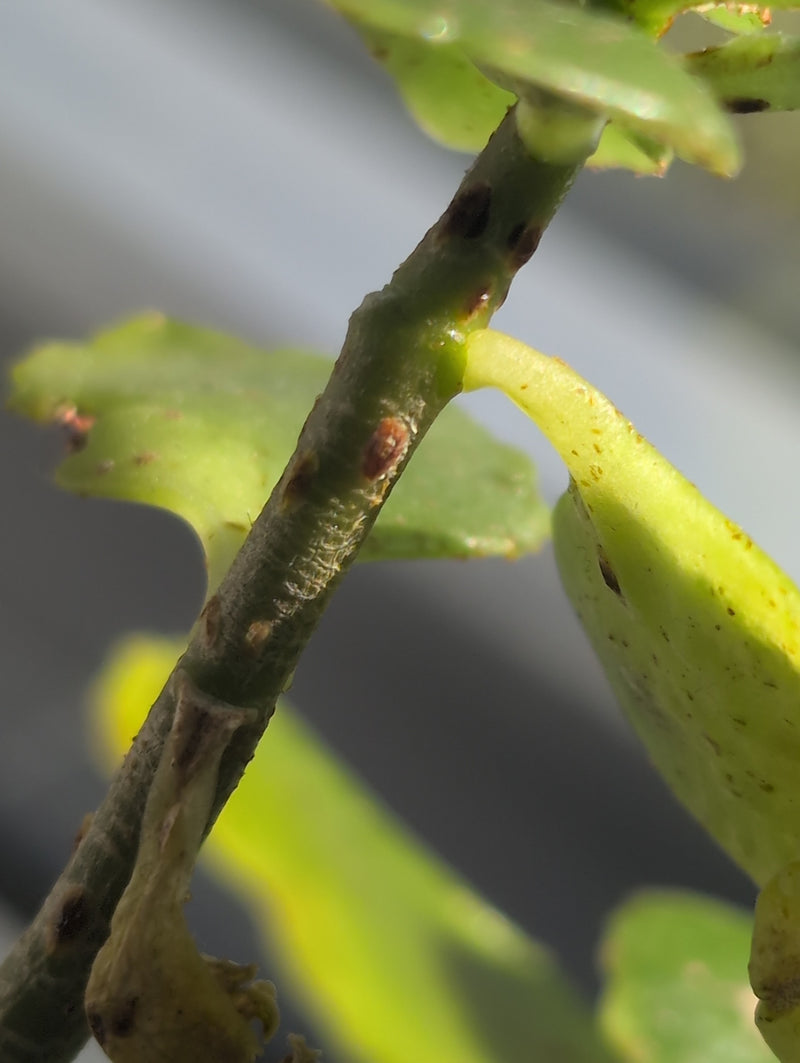 Cocciniglia arancione — Bild 3