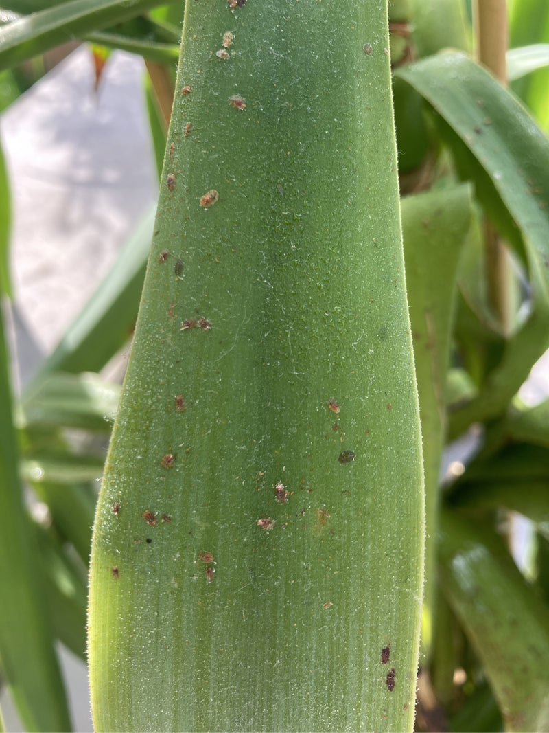 Numerose piccole cocciniglie molli si trovano sulla pagina superiore di una foglia verde. gli insetti sono immobili sul materiale vegetale.