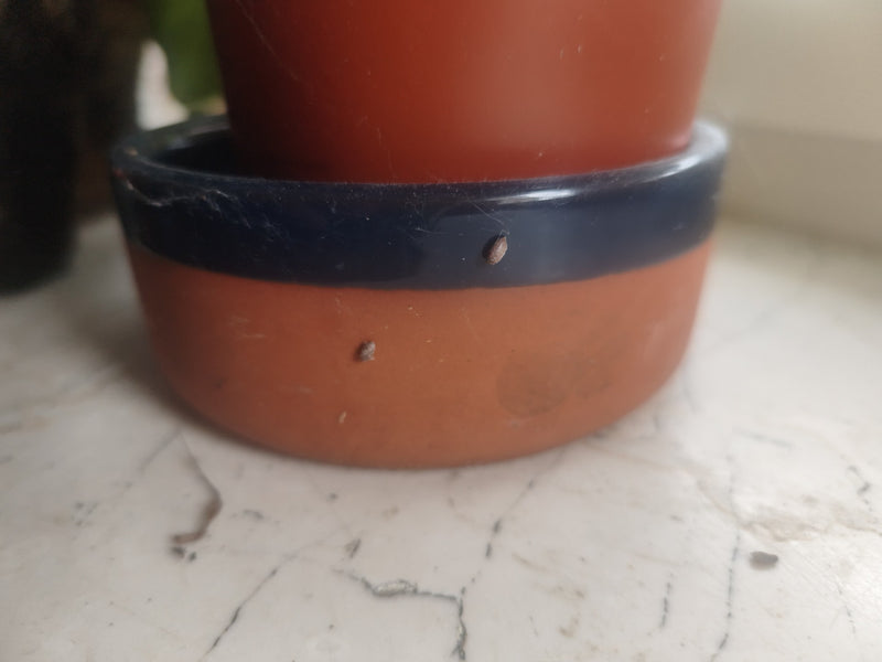 Due piccole cocciniglie sono sedute sul bordo di un vaso di terracotta. Lo sfondo è una superficie luminosa.