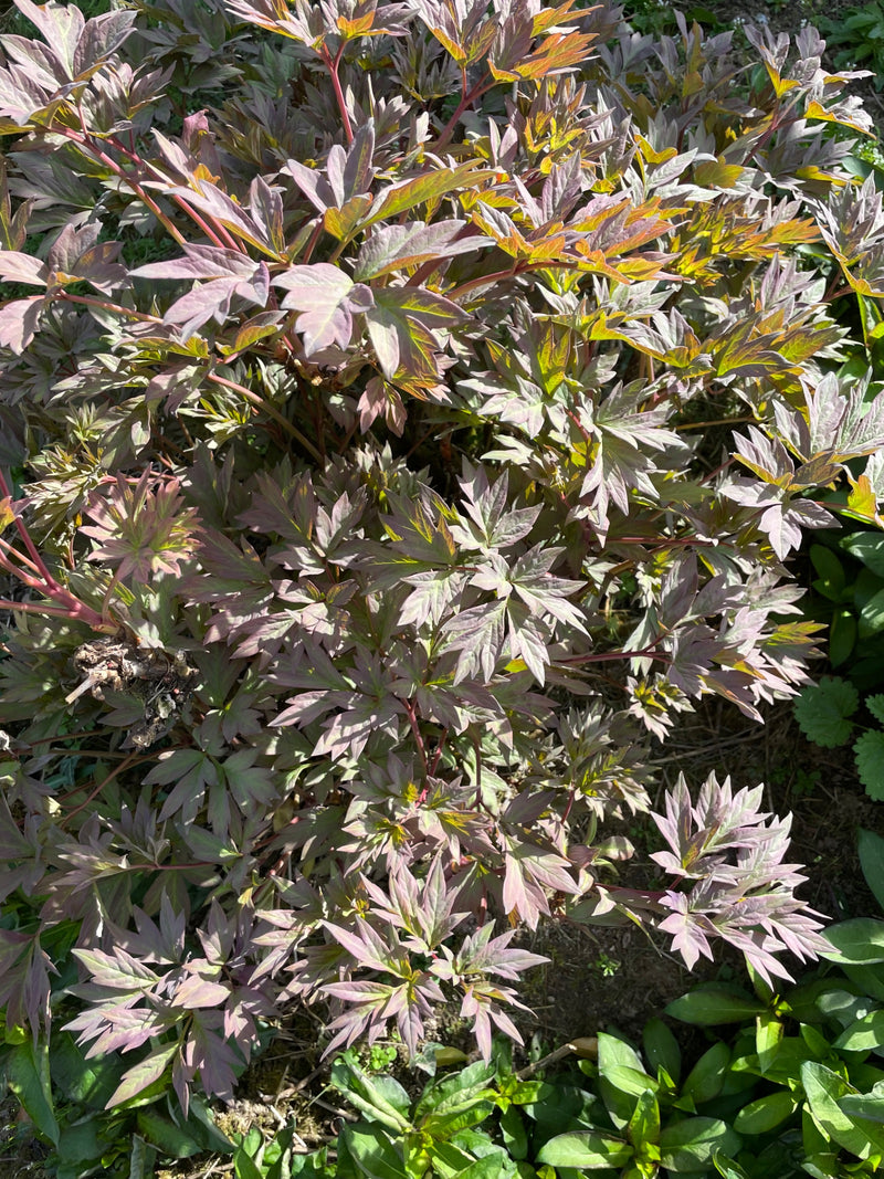 Peonia comune — Bild 1