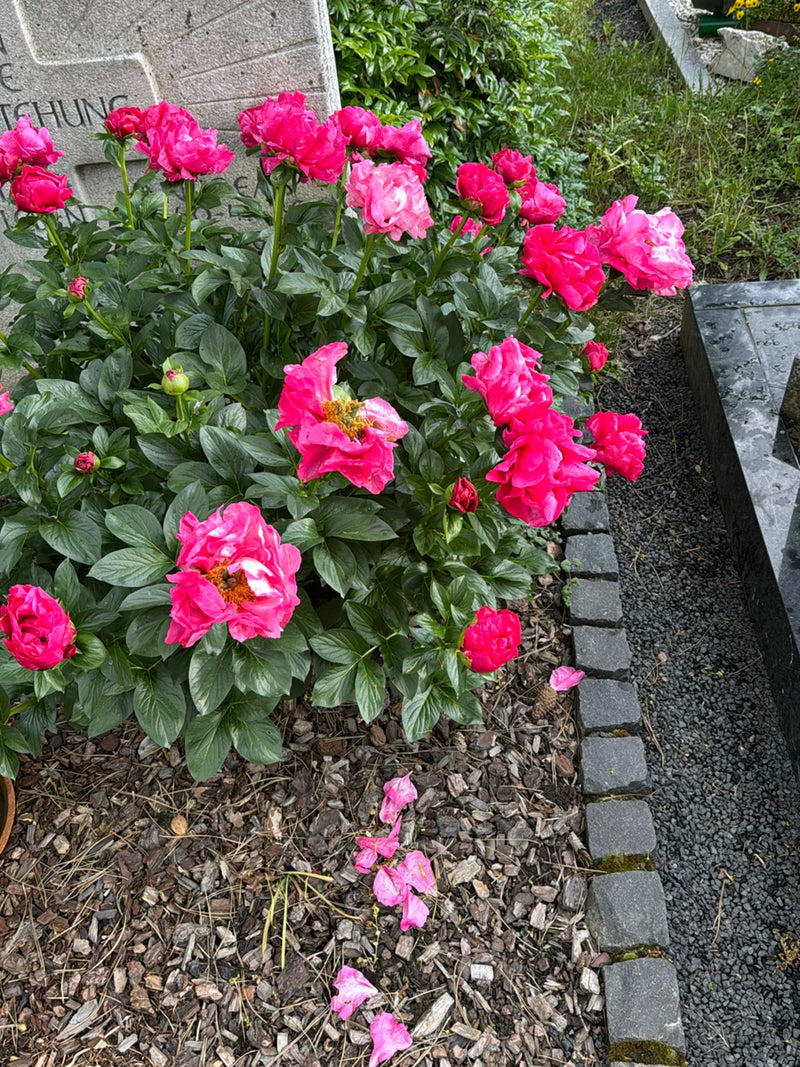 Si vede un lussureggiante cespuglio di peonia selvatica con numerosi fiori rosa vivo. La pianta cresce in un'aiuola con pacciamatura di corteccia accanto a u...