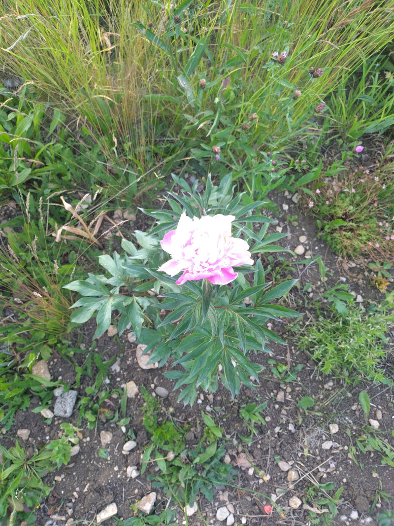 È visibile una pecorina comune con un fiore rosa chiaro e foglie verde scuro divise. La pianta cresce su terreno nudo in mezzo all'erba e alla vegetazione ba...