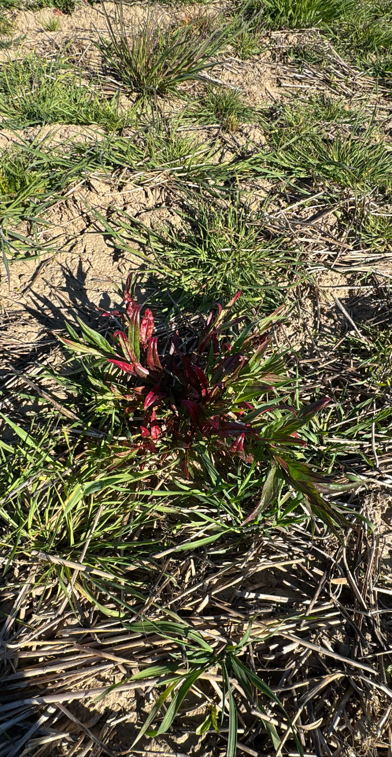 Si vede il giovane germoglio di una peonia selvatica con foglie rossastre. La pianta cresce su terreno arido coperto da residui di erba.