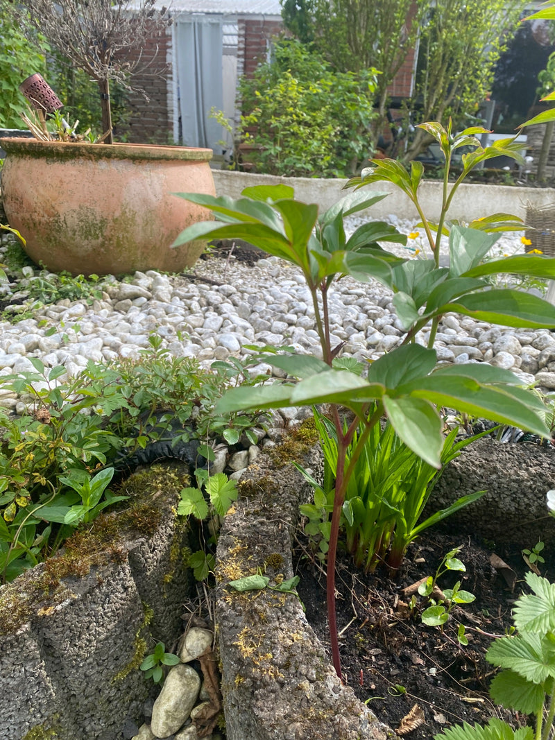 L'immagine mostra una giovane pianta di peonia selvatica con fogliame verde e steli rossastri. Cresce in un'aiuola da giardino circondata da terra, muschio e...