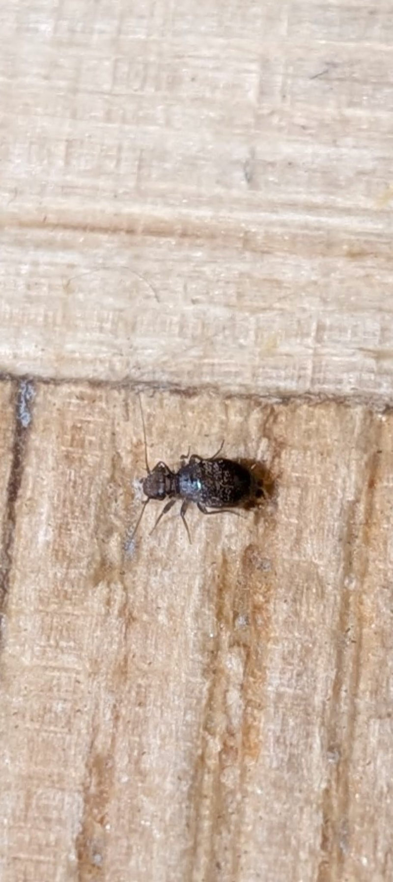 Un pidocchio della corteccia attero della specie Mesopsocus unipunctatus è posato su una superficie di legno chiaro. L'insetto ha un addome arrotondato e scr...