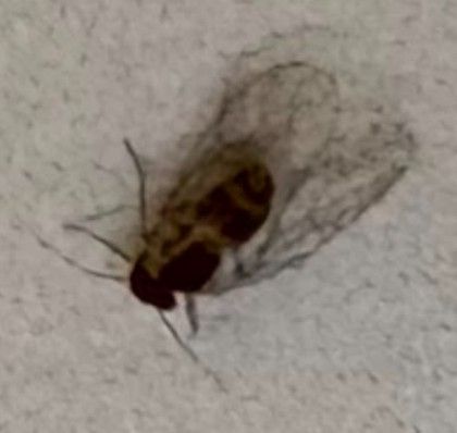 Pidocchio comune della corteccia — Bild 1