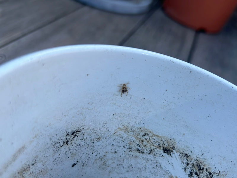 Un pidocchio della corteccia comune è seduto su una superficie bianca e sporca. L'insetto è visibile da una certa distanza.