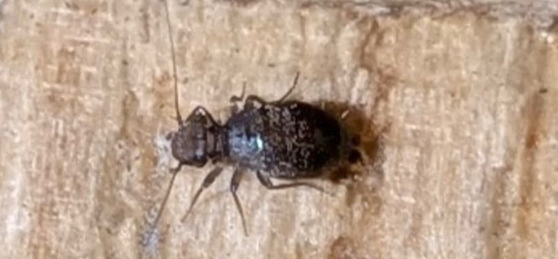 Un pscottero (Mesopsocus unipunctatus) riposa su una superficie di legno chiaro in vista dorsale.