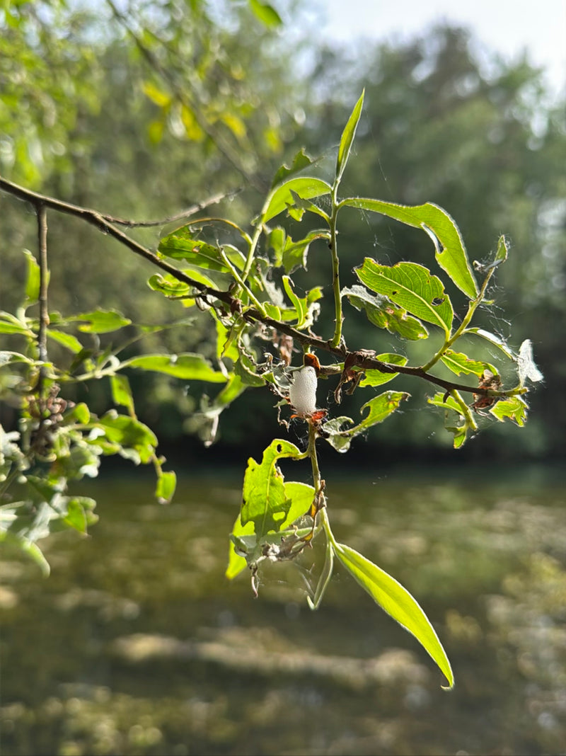 Su un rametto verde si trova una tipica massa di schiuma bianca che protegge la larva della spumagina. Lo sfondo mostra uno specchio d'acqua sfocato.