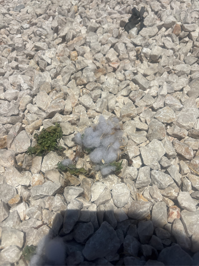 L'immagine mostra la tipica massa spumosa, nota anche come saliva di cuculo, di una larva di cercopide situata su un letto di ghiaia chiara.