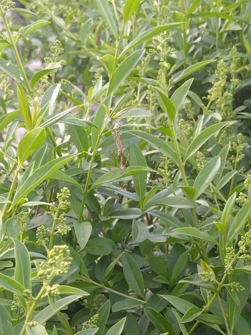 Due tipule degli orti si accoppiano sulle foglie verdi di una pianta.