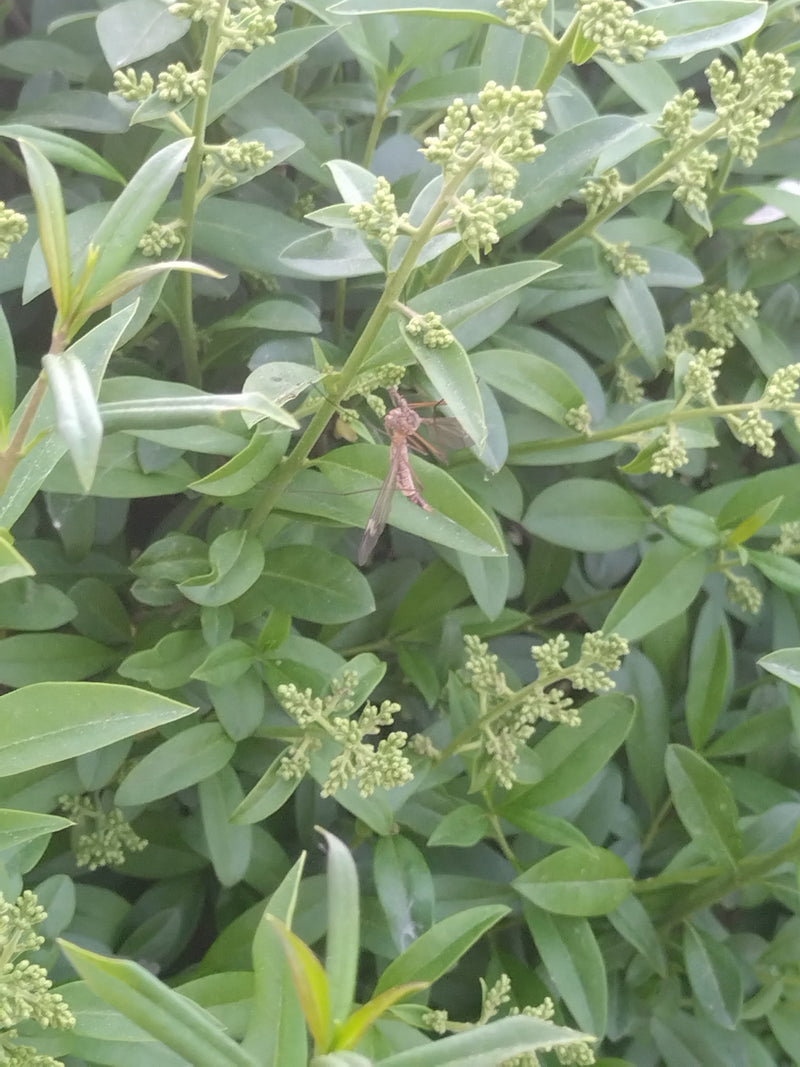 Una tipula adulta si trova sulle foglie e sui boccioli di una pianta verde.