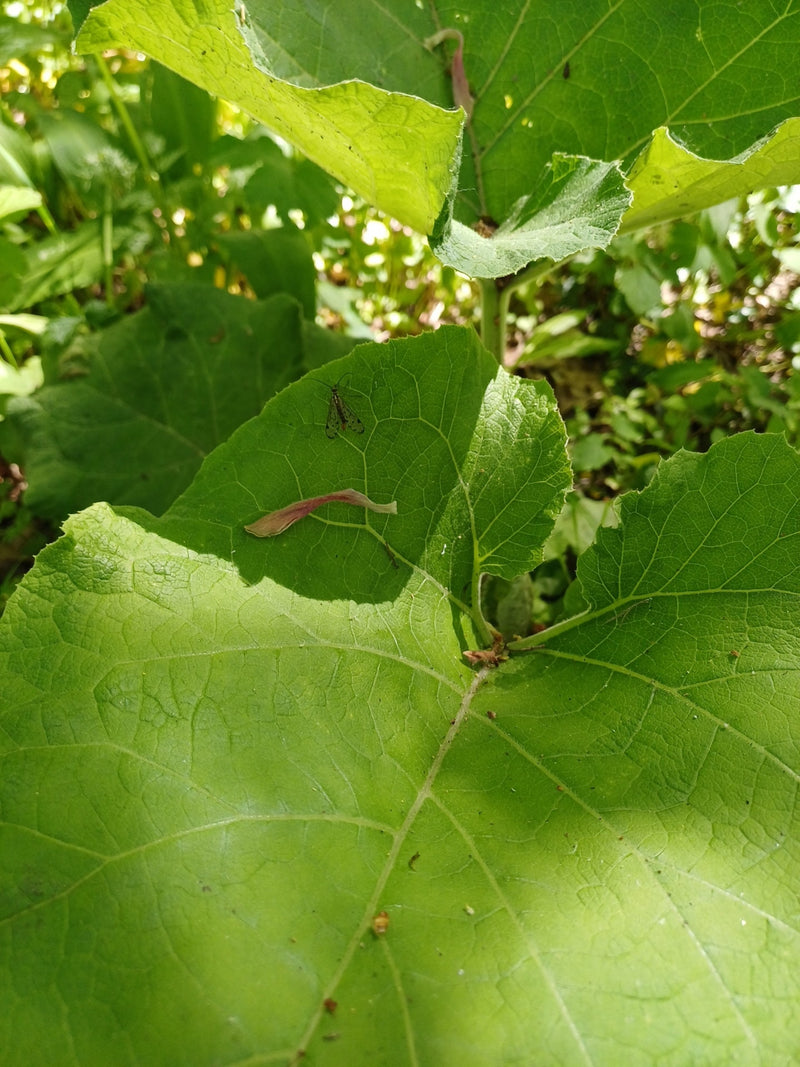 Mosca dello scorpione comune — Bild 1