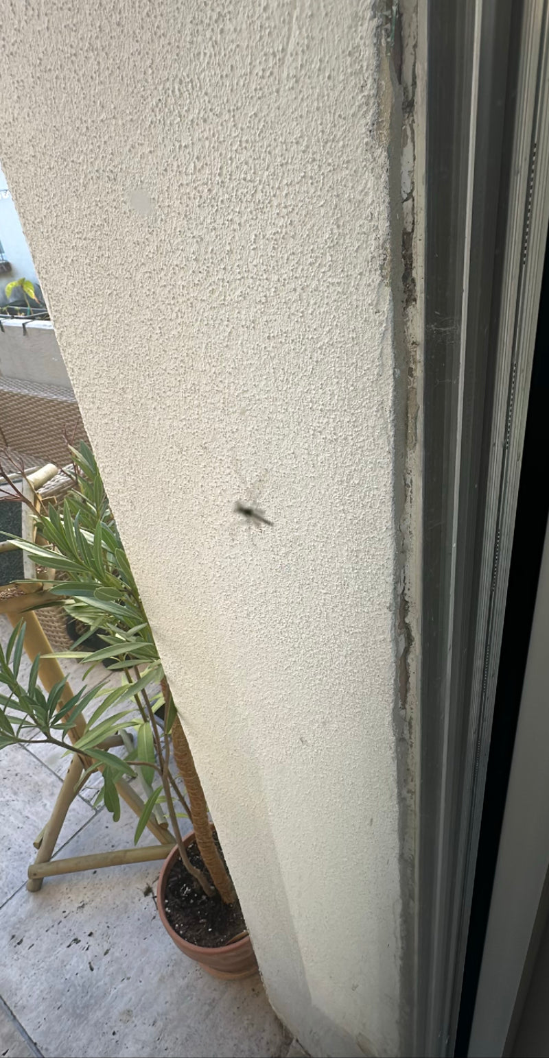 Una zanzara comune è seduta su un muro chiaro e intonacato. L'insetto è visibile nell'immagine, ma piuttosto sfocato.