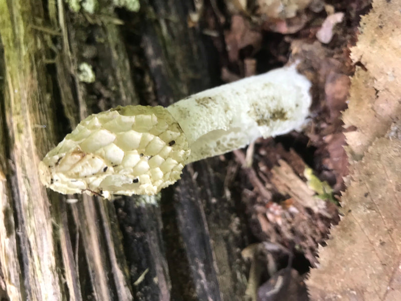 Corno puzzolente comune — foto 1 di 3