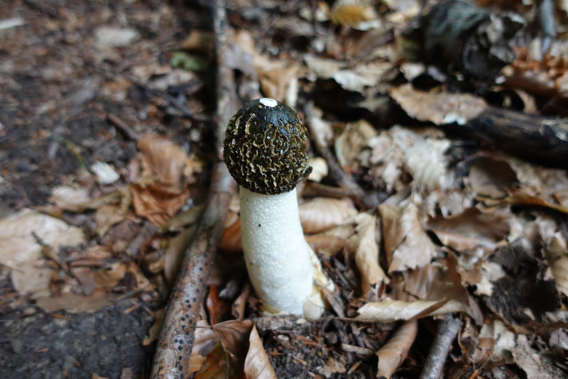 Un corpo fruttifero eretto di satiro impudico cresce tra le foglie cadute sul terreno boschivo.