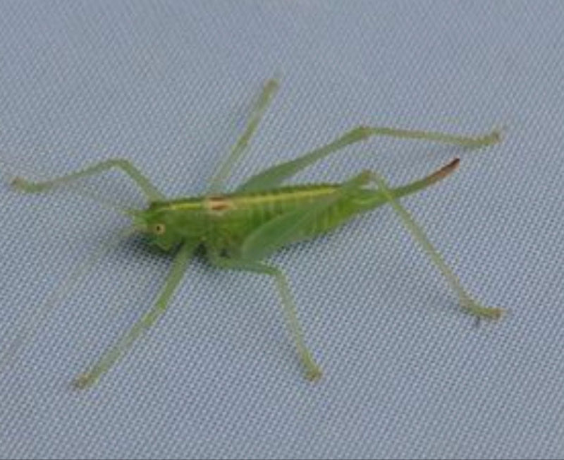 Una ninfa verde di Leptophyes punctatissima è seduta su uno sfondo grigio. Il giovane insetto è chiaramente visibile in primo piano.